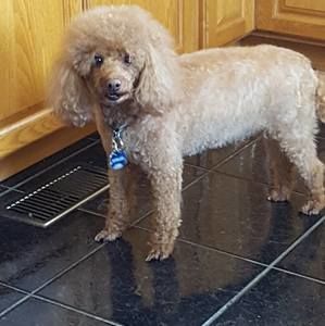 Meet your Posher, Dennis